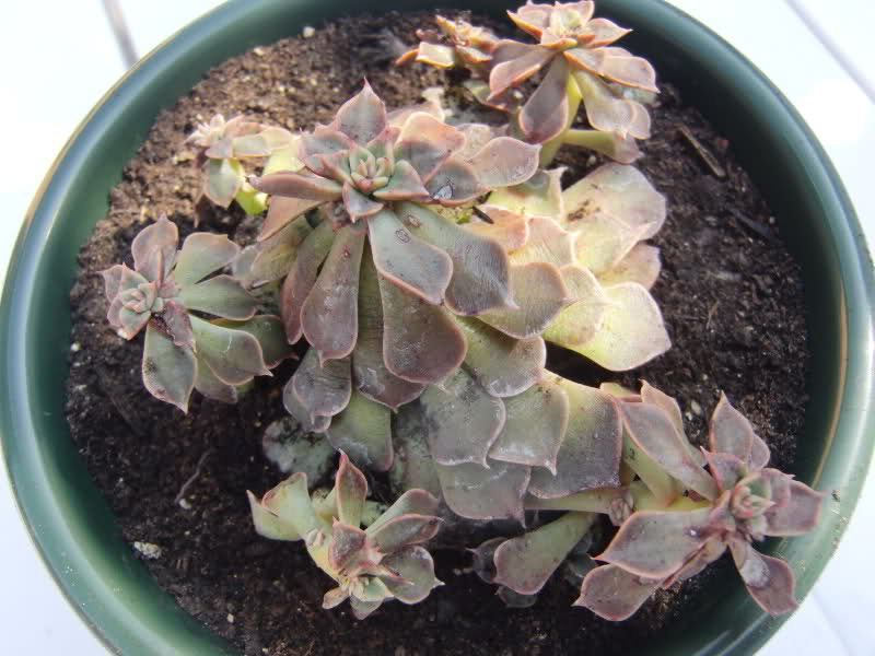 echeveria