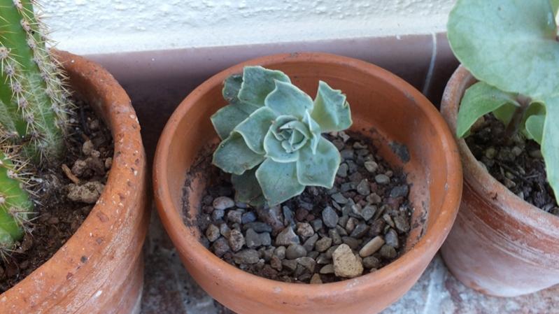 Echeveria (?)