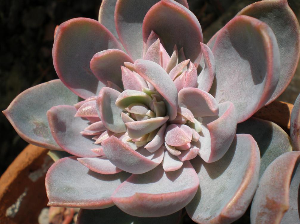 Echeveria