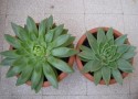 Echeverie Agavoides