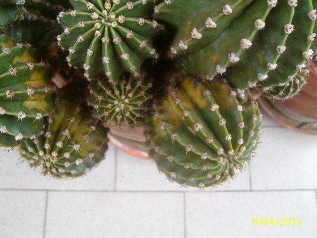 echi ruggine 1