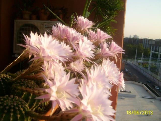 echiexplosion