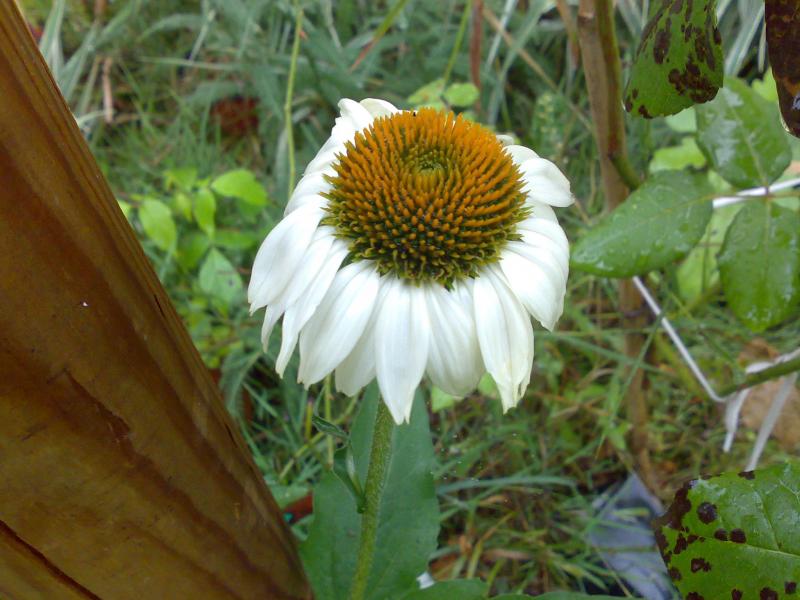 echinacea purpurea alba