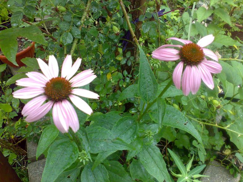 echinacea purpurea