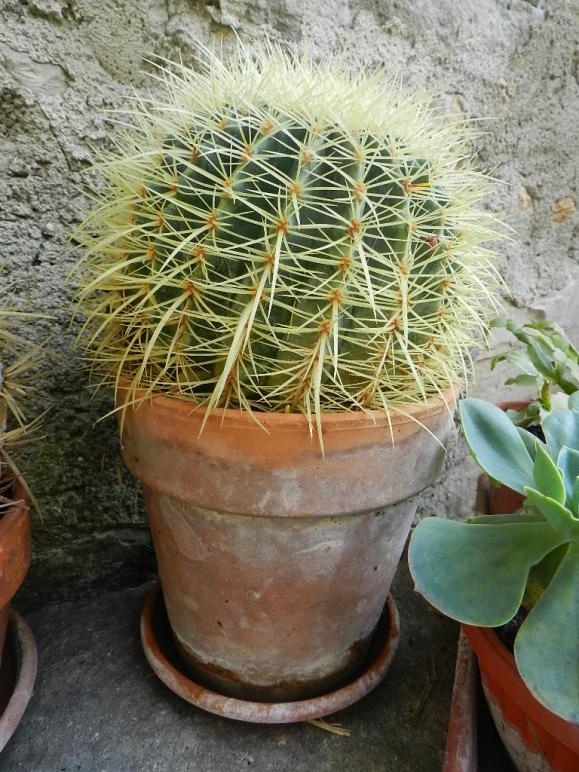 Echinocactus grusonii