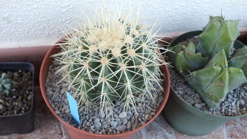 Echinocactus Grusonii