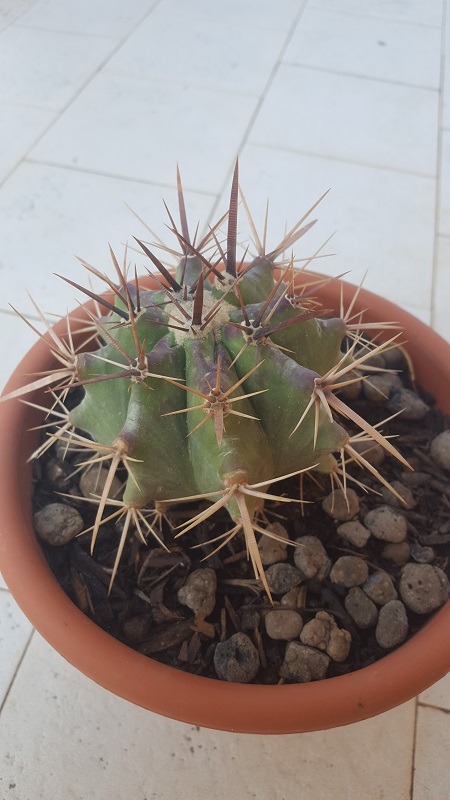 Echinocactus Platyacanthus