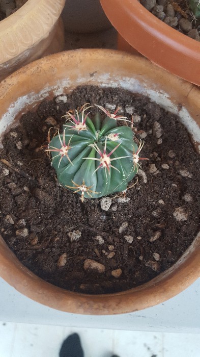 Echinocactus Texensis