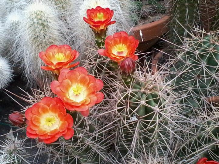 Echinocereus coccineus  4  2013