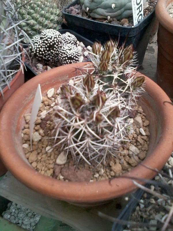 Echinocereus davisii 0 2013