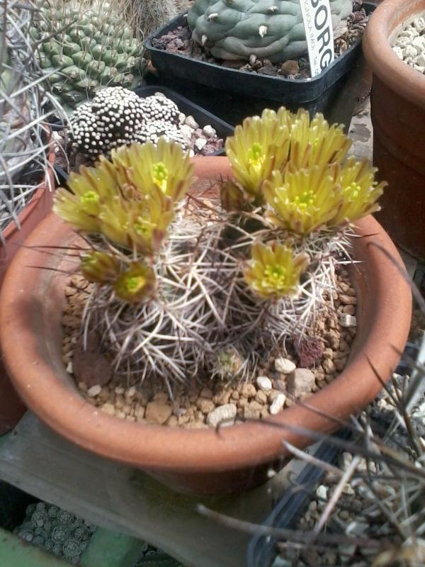 Echinocereus davisii  2  2013