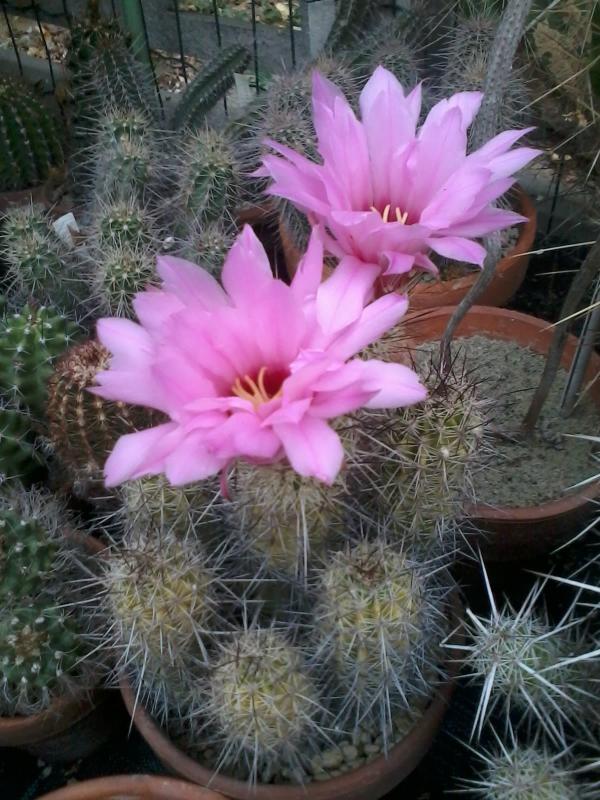 Echinocereus ferrerianus  2013 (3)