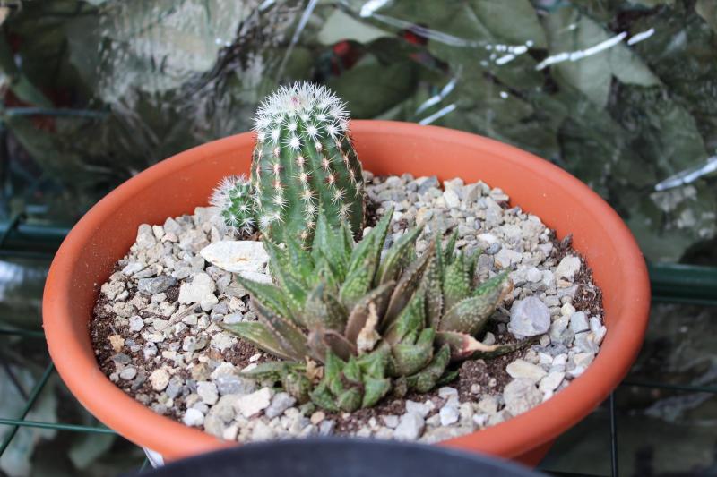 echinocereus in secondo piano