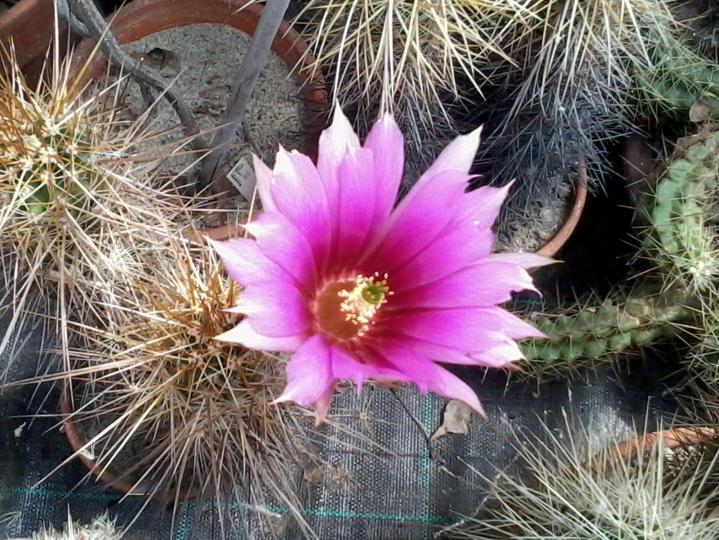 Echinocereus nicholii  2013 (6)