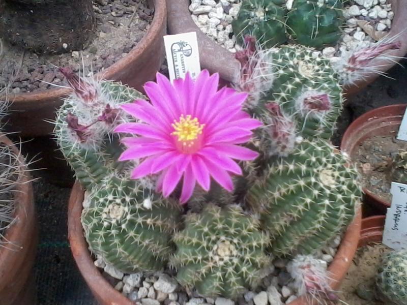 Echinocereus p. aguirrei MG 246,72  2013 (5)