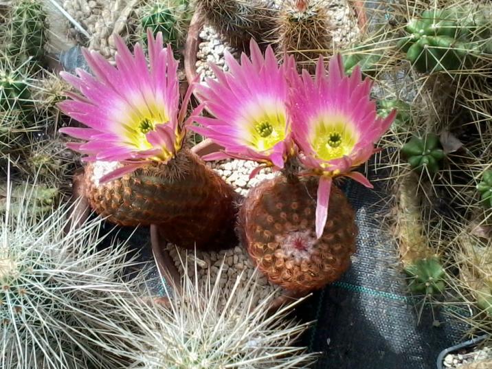 Echinocereus pectinatus  2  2013