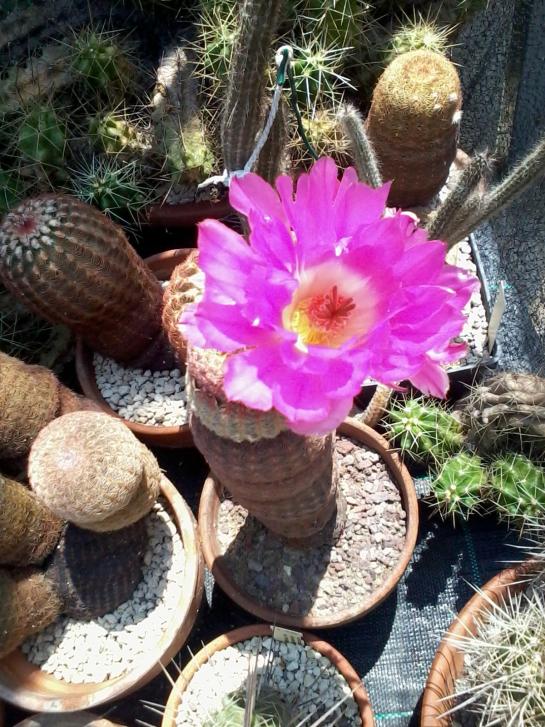 Echinocereus r. LAU 088  2013