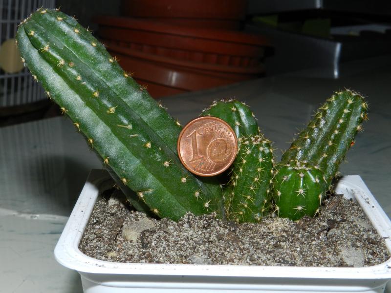 Echinocereus scheeri v. gentryi