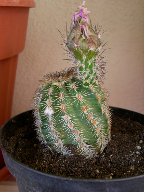 Echinocereus sp.