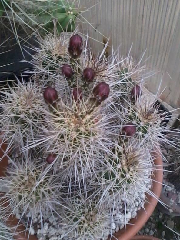 Echinocereus toroweapensis BW92  Yavapai Co   0