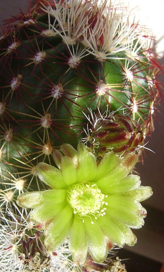 Echinocereus viridiflorus