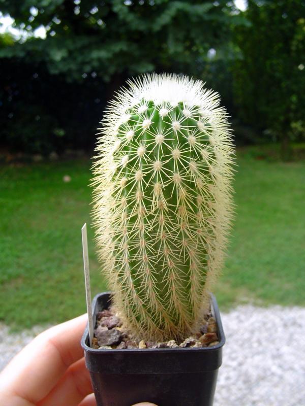 echinocereus websterianus

temperatura minima sopportata: -4°C