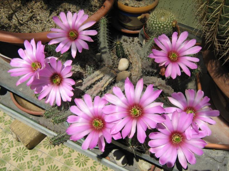 Echinocereus