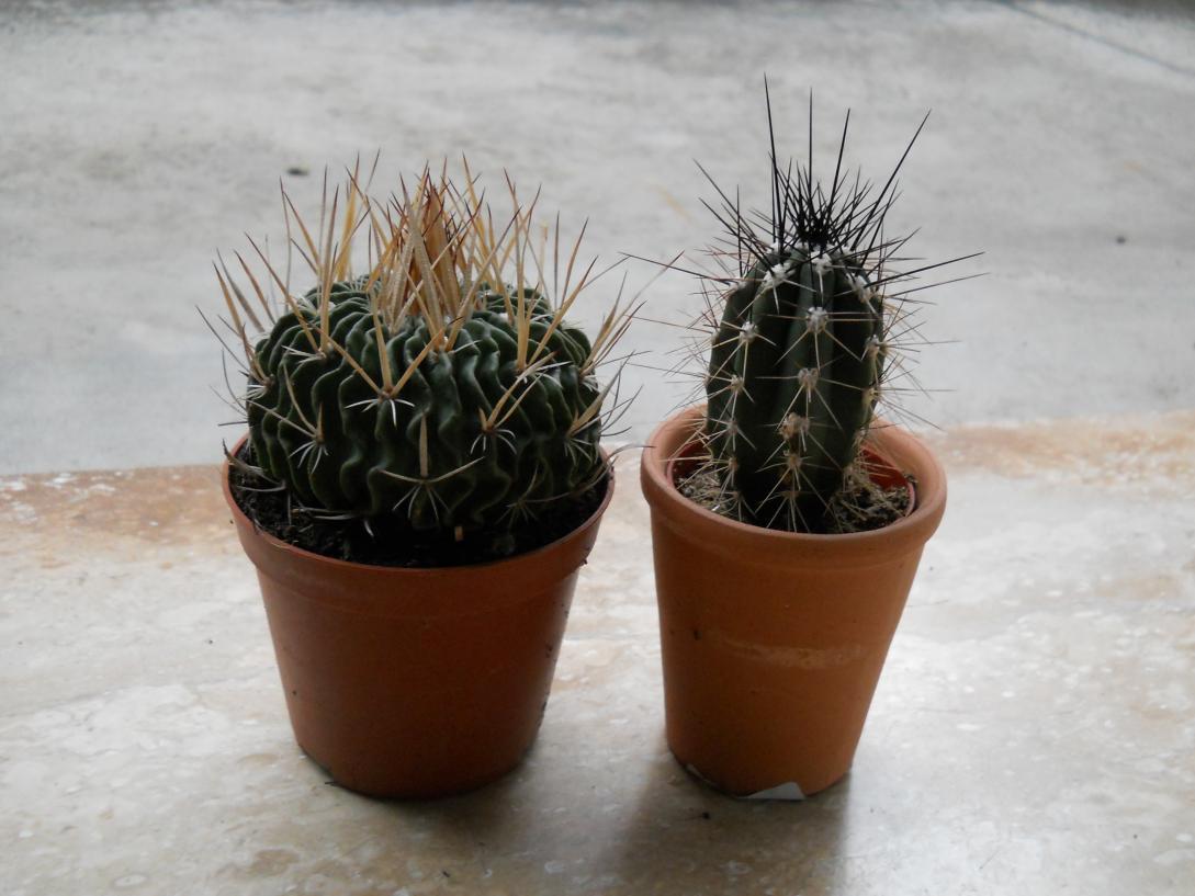 ECHINOFOSSULOCACTUS E STETSONIA CORYNE