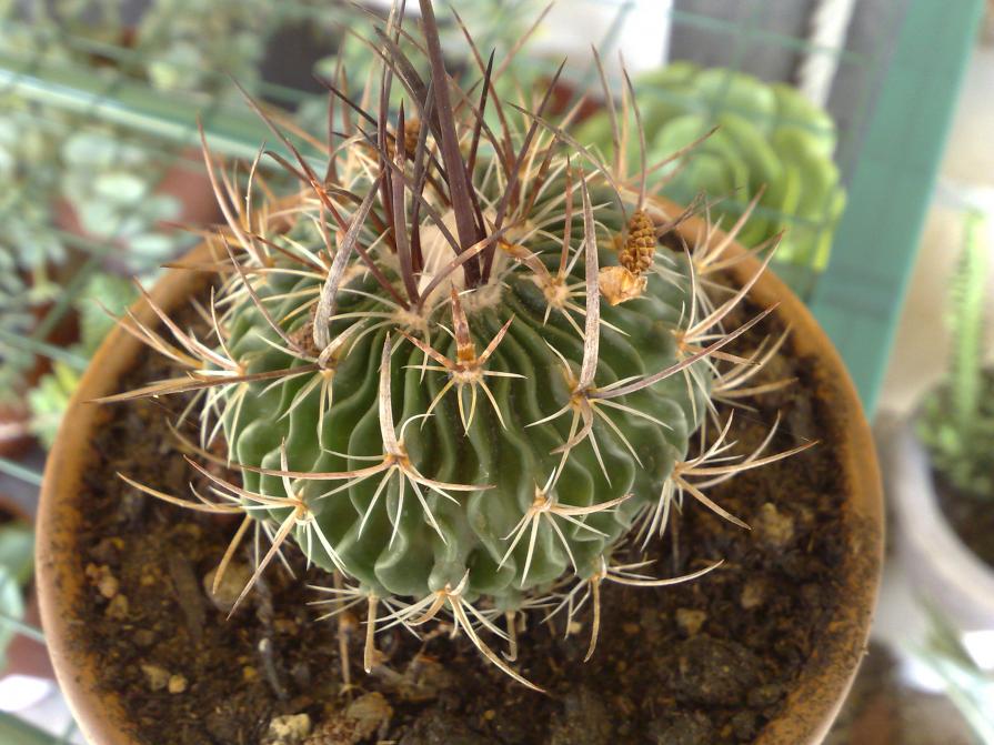 Echinofossulocactus lloydii