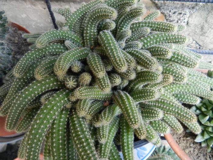 Echinopsis chamaecereus silvestrii