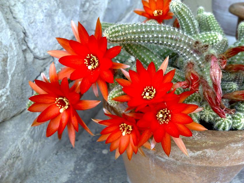 Echinopsis chamaecereus