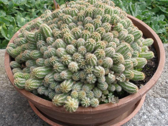 Echinopsis Chamaecereus