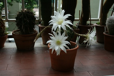 echinopsis  denudatainfiore 2011