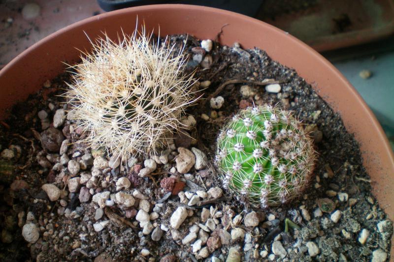 echinopsis e altra che non so