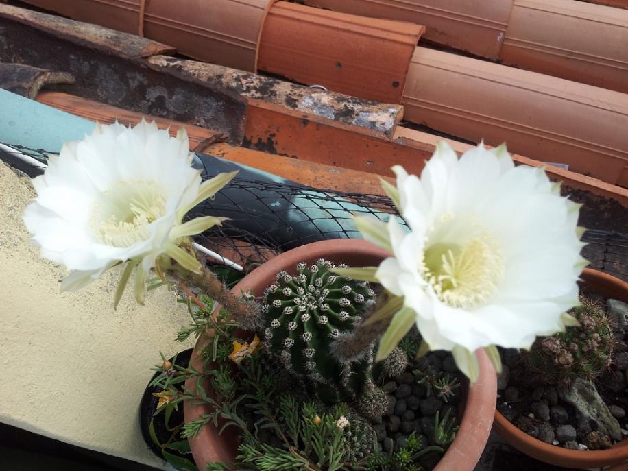 Echinopsis eyriesii fiori