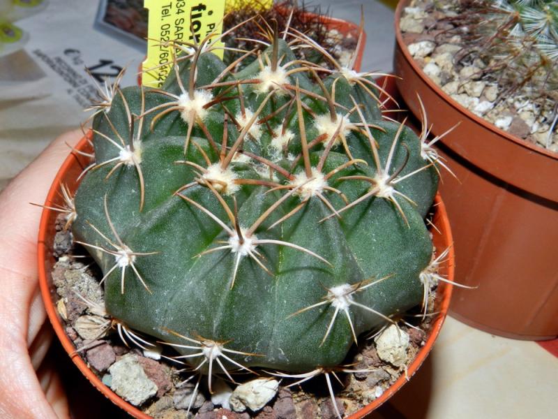 Echinopsis huotii