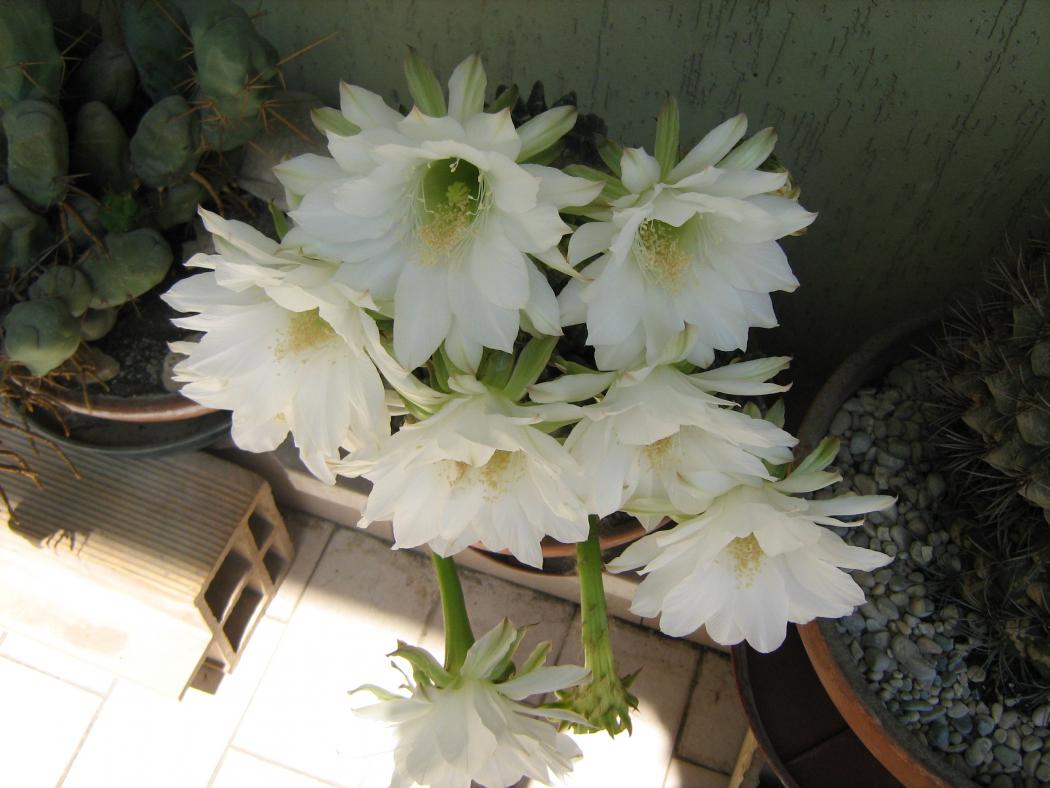 Echinopsis inermis