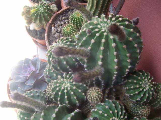 echinopsis mamma