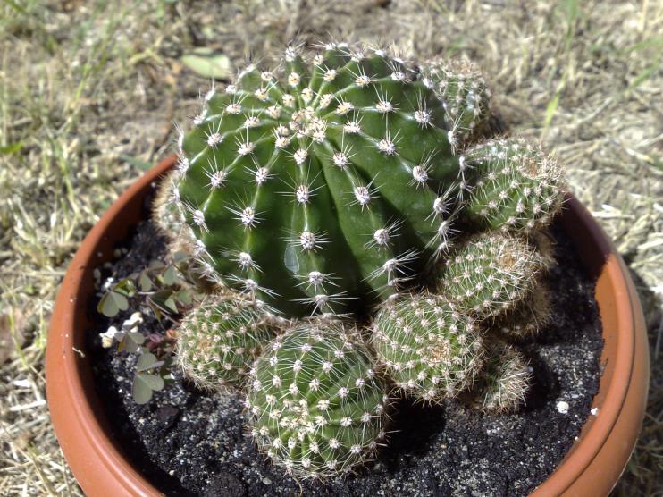 Echinopsis multiplex