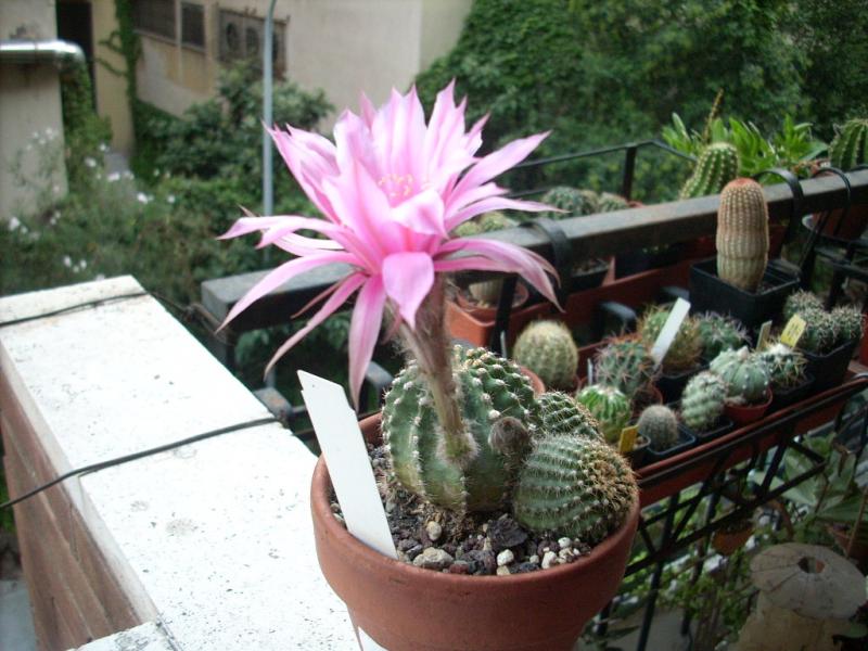 Echinopsis Pantalone