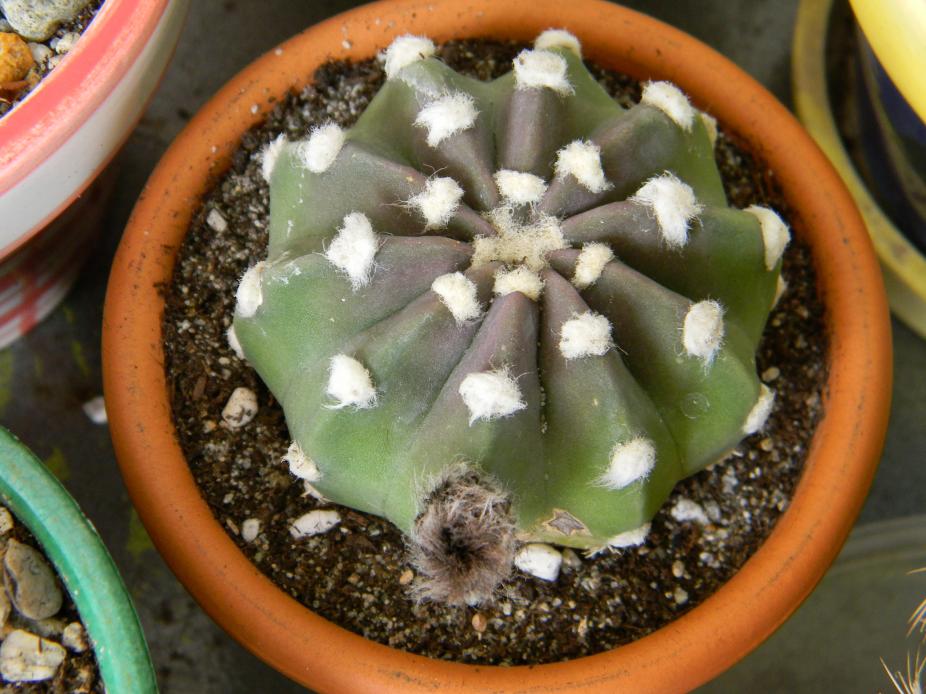 Echinopsis subdenudata   DSCN1600