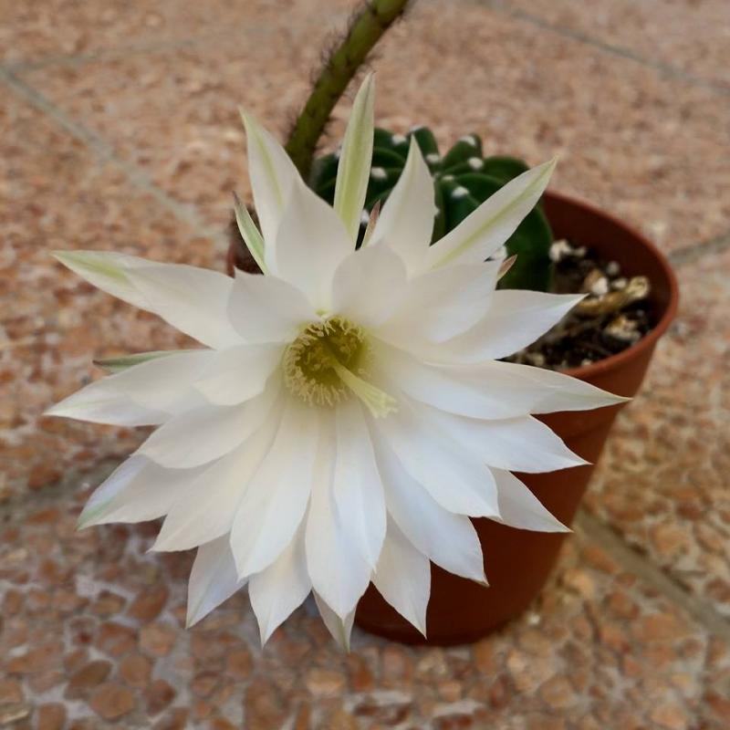 Echinopsis subdenudata, ultimo della stagione.
