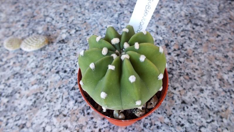 Echinopsis Subdenudata