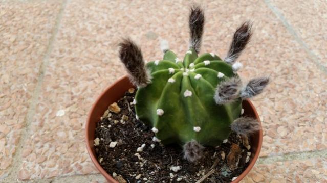 Echinopsis subdenudata