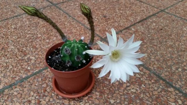 Echinopsis subdenudata