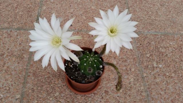 Echinopsis subdenudata