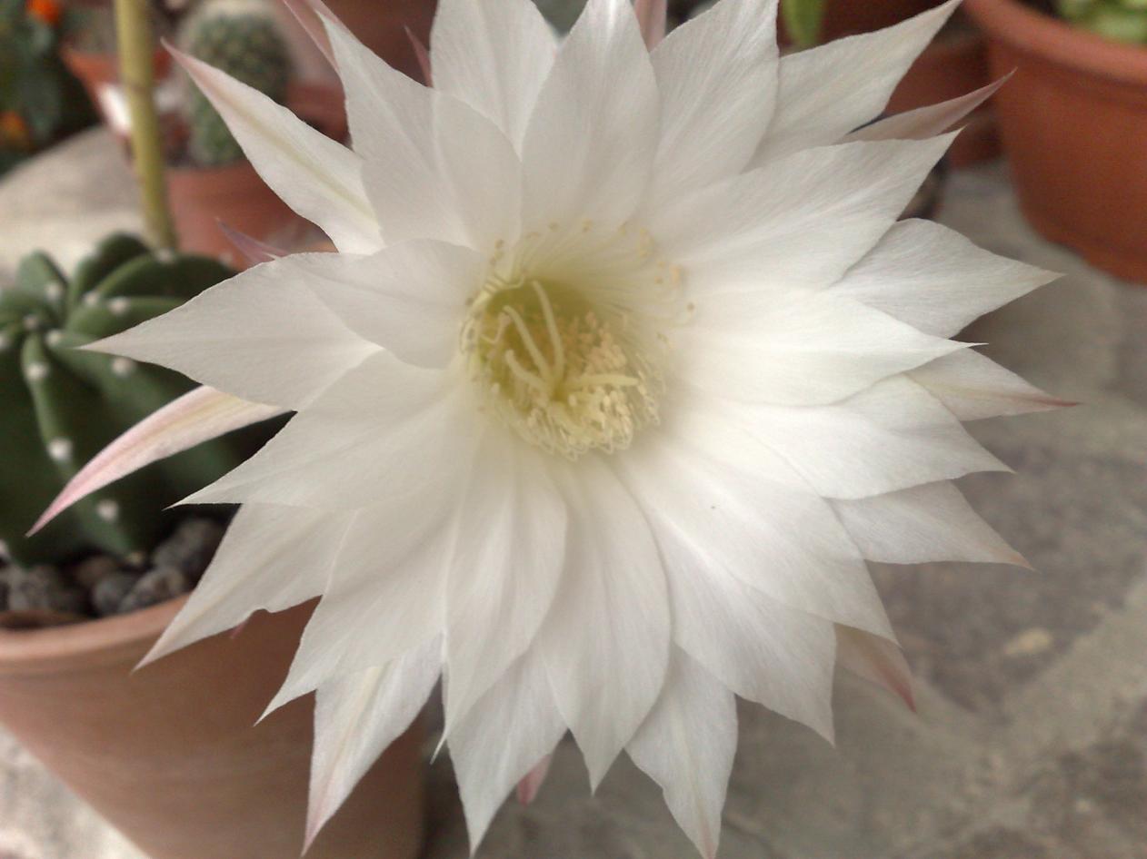 Echinopsis subdenudata