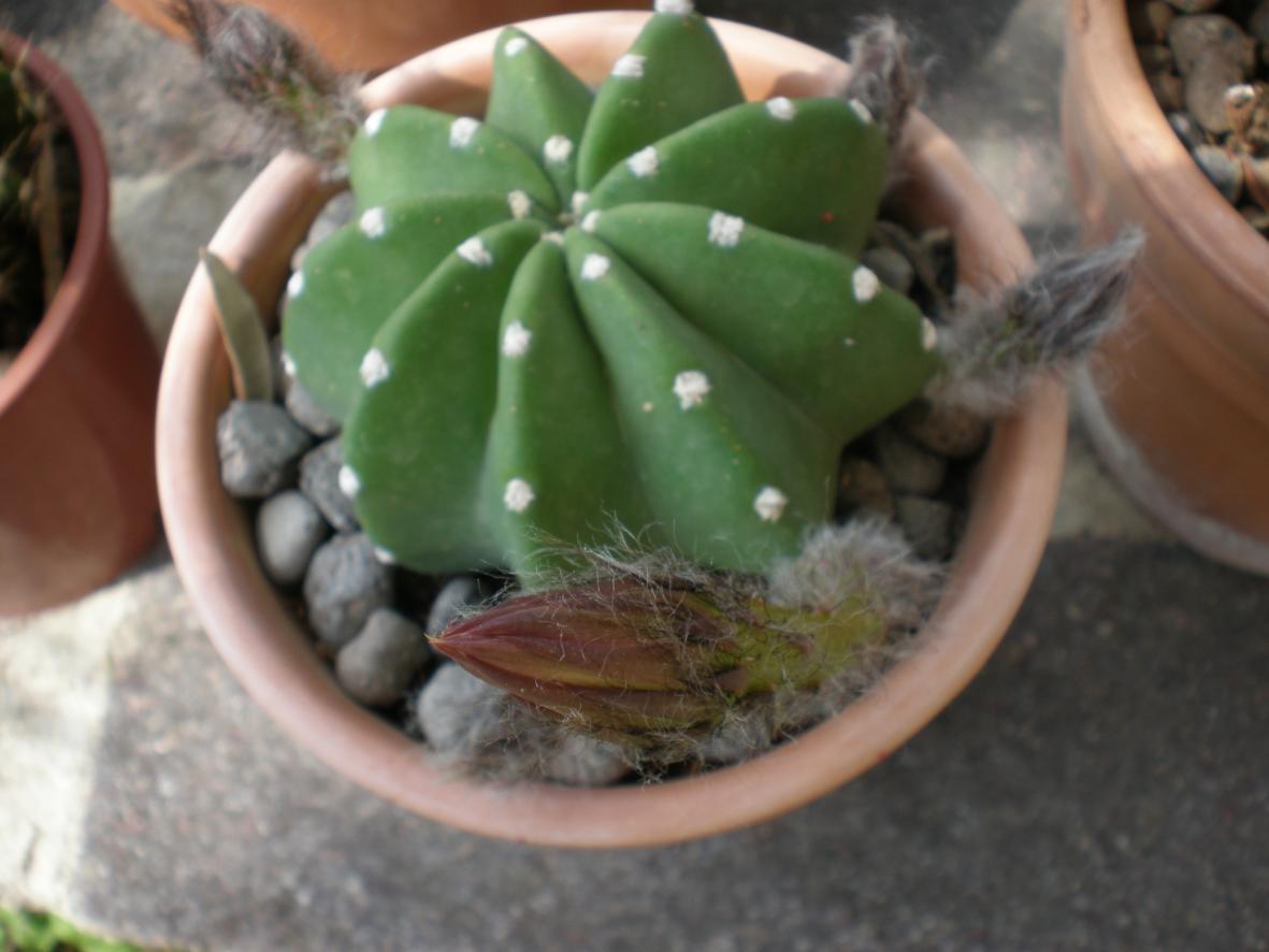 Echinopsis subdenudata