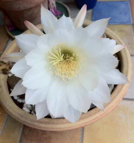 Echinopsis subdenudatum