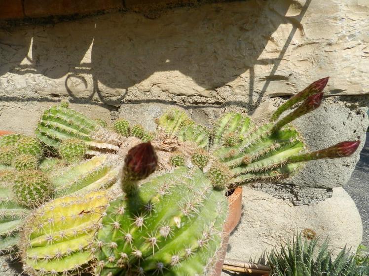 Echinopsis werdermannii princess anne